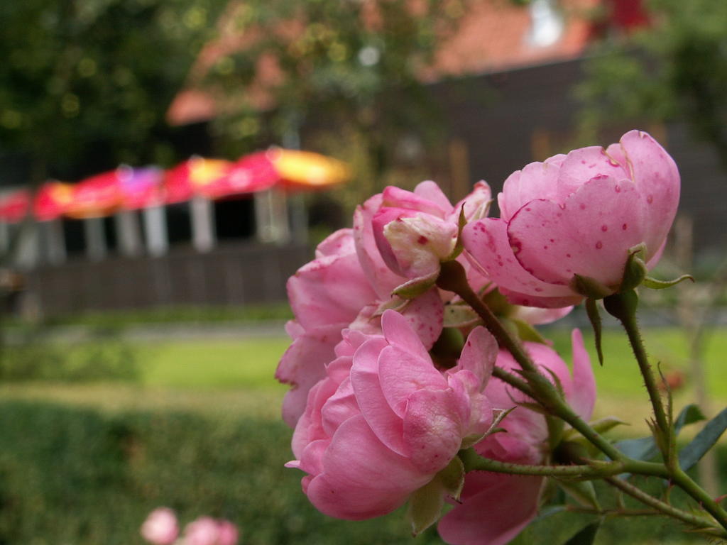Buitenplaats Gerner Dalfsen Exterior foto